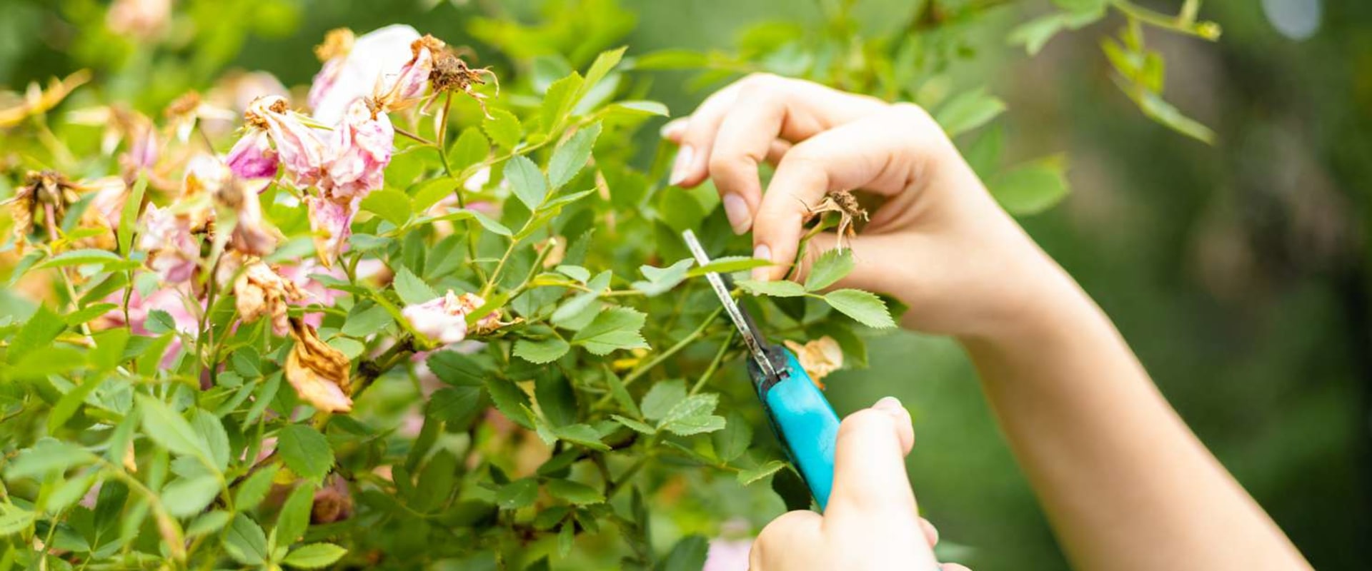 Transform Your Garden with Pruning and Deadheading Techniques