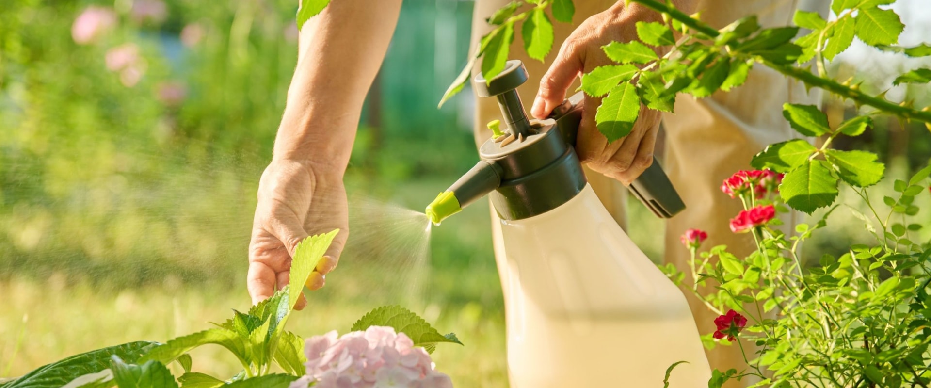 Natural Approaches to Pest Control for Your Garden