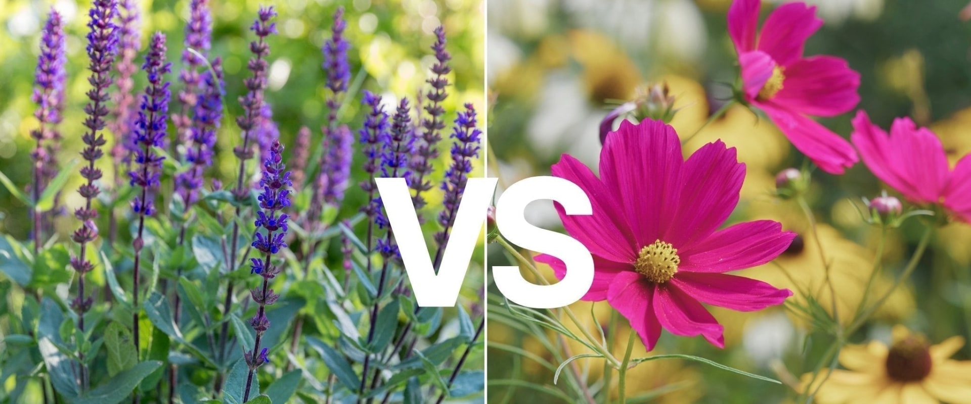 Choosing Between Perennial and Annual Flowers for Your Garden