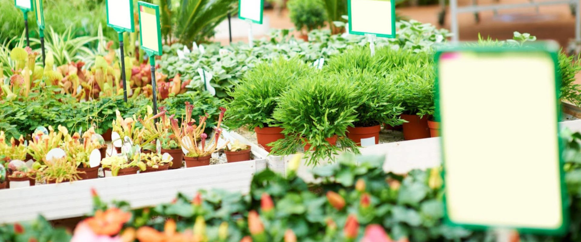 Selecting Plants for Different Climates: A Smart Approach to Landscaping