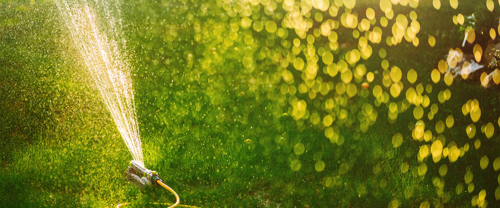 Effective Summer Watering Strategies for Thriving Landscapes