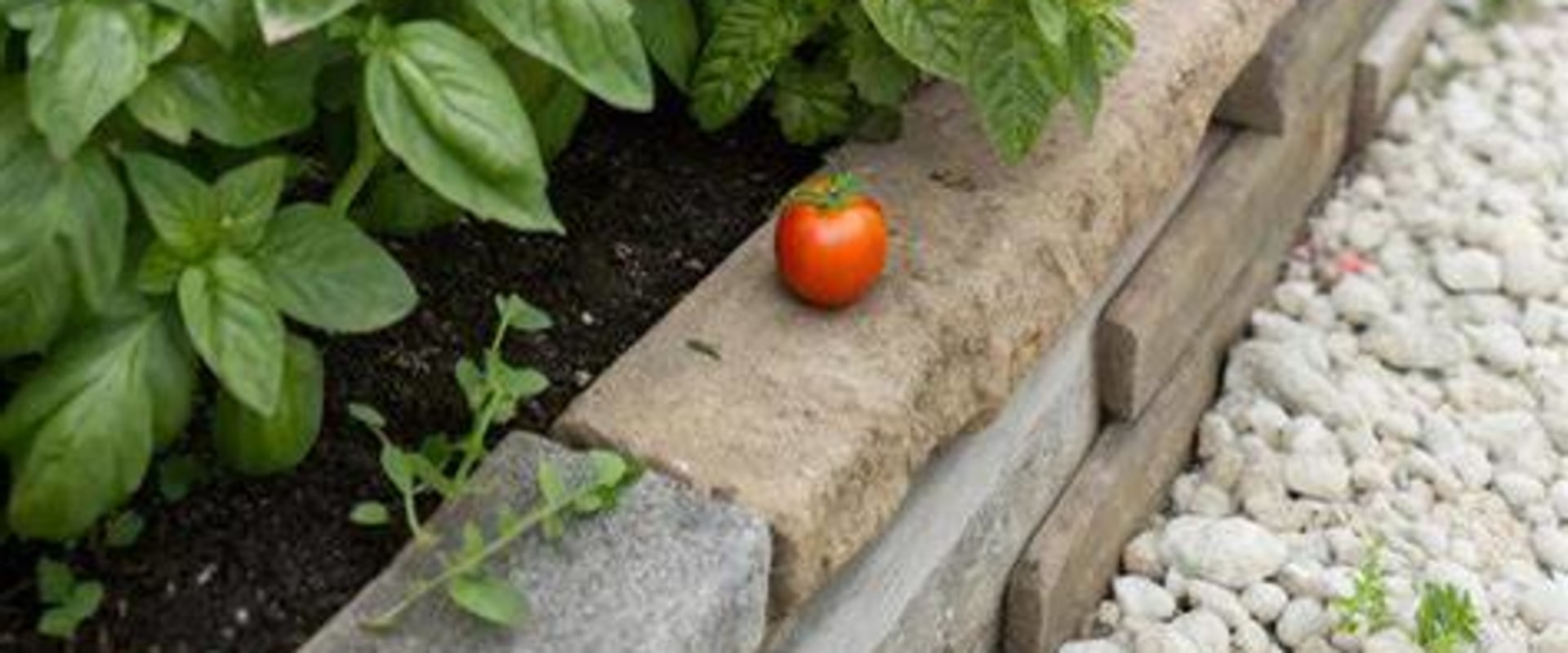 Enhancing Your Garden with Companion Planting Strategies